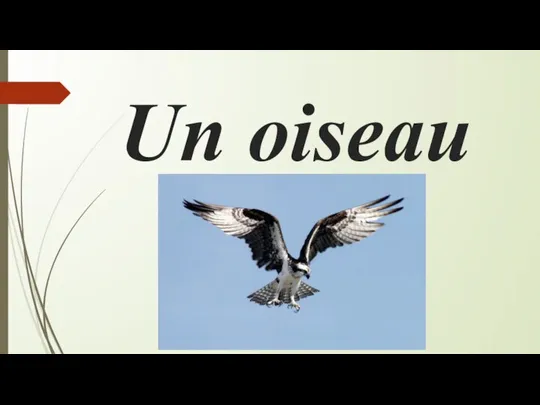 Un oiseau