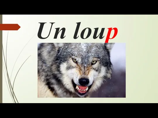 Un loup