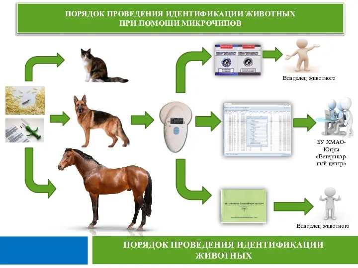 ПОРЯДОК ПРОВЕДЕНИЯ ИДЕНТИФИКАЦИИ ЖИВОТНЫХ ПРИ ПОМОЩИ МИКРОЧИПОВ ПОРЯДОК ПРОВЕДЕНИЯ ИДЕНТИФИКАЦИИ ЖИВОТНЫХ