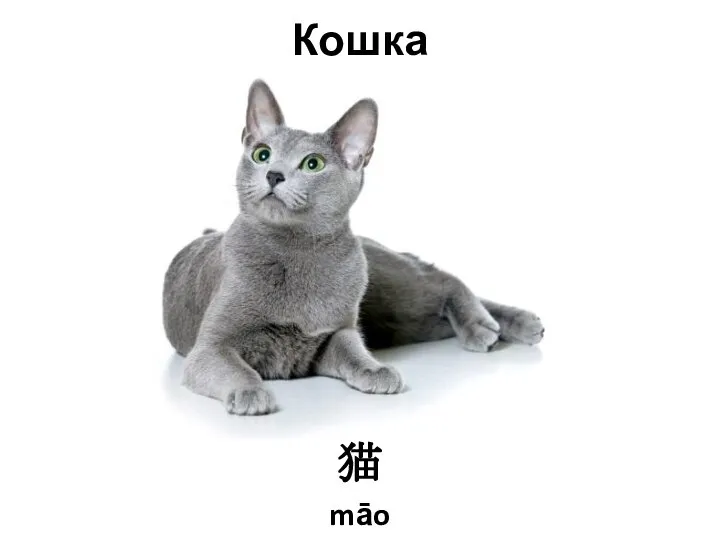 Кошка 猫 māo