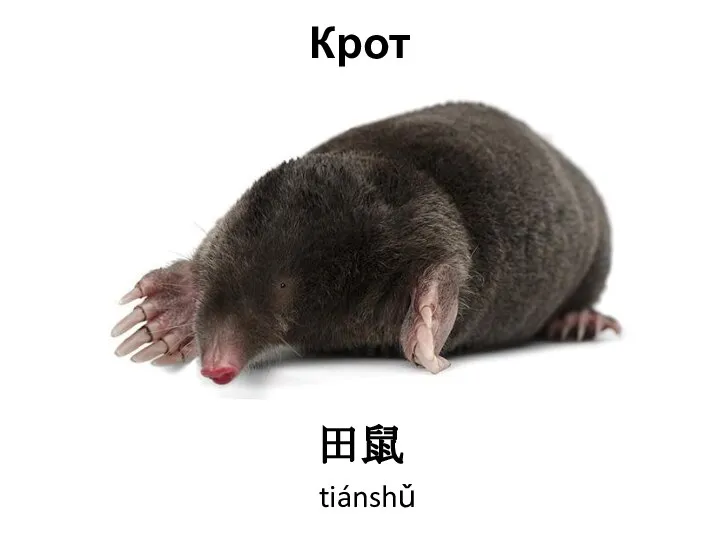 Крот 田鼠 tiánshǔ