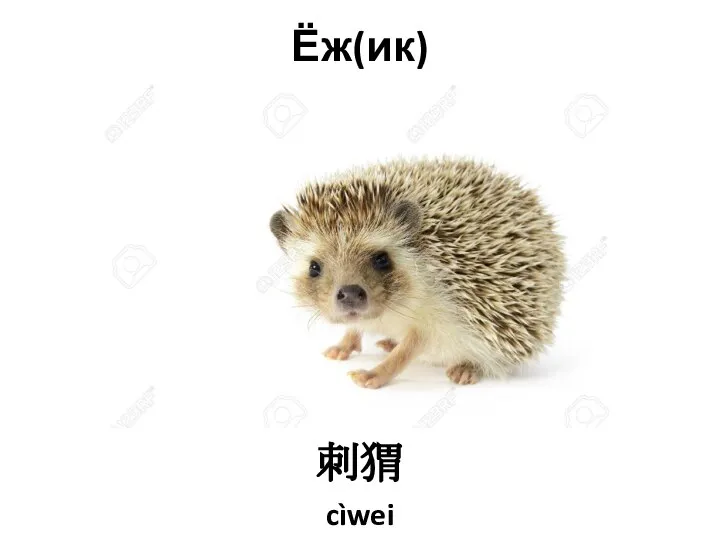 Ёж(ик) 刺猬 cìwei