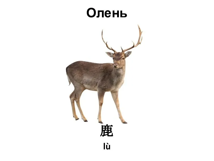 Олень 鹿 lù