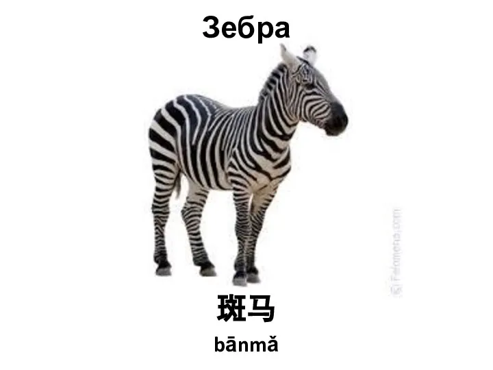 Зебра 斑马 bānmǎ