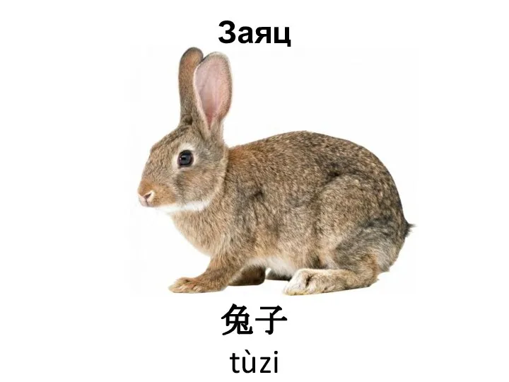 Заяц 兔子 tùzi