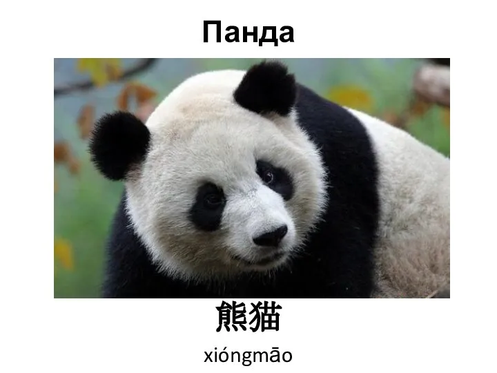 Панда 熊猫 xióngmāo