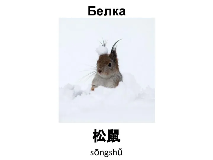 Белка 松鼠 sōngshǔ