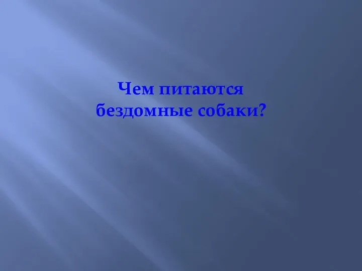 Чем питаются бездомные собаки?