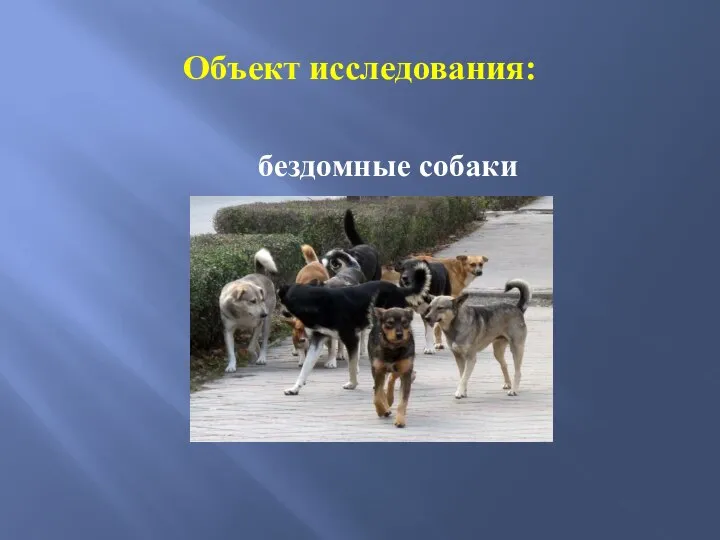 Объект исследования: бездомные собаки