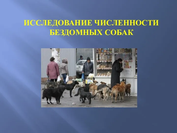 ИССЛЕДОВАНИЕ ЧИСЛЕННОСТИ БЕЗДОМНЫХ СОБАК