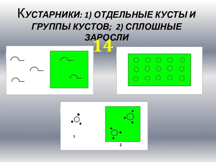 КУСТАРНИКИ: 1) ОТДЕЛЬНЫЕ КУСТЫ И ГРУППЫ КУСТОВ; 2) СПЛОШНЫЕ ЗАРОСЛИ 14