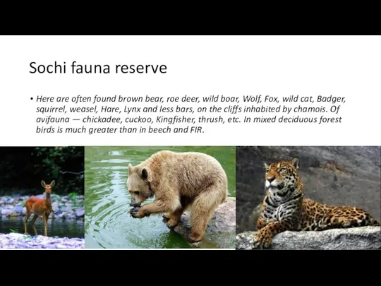 Sochi fauna reserve Here are often found brown bear, roe deer,