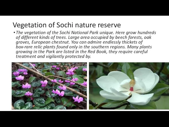 Vegetation of Sochi nature reserve The vegetation of the Sochi National