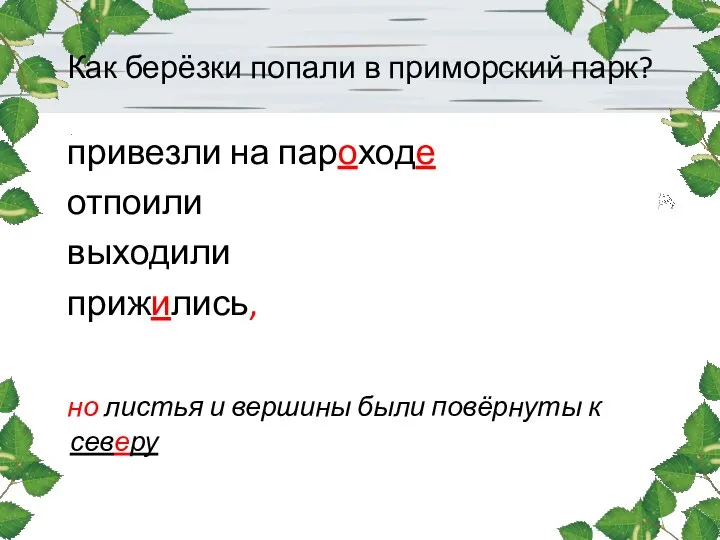 Как берёзки попали в приморский парк? привезли на пароходе отпоили выходили