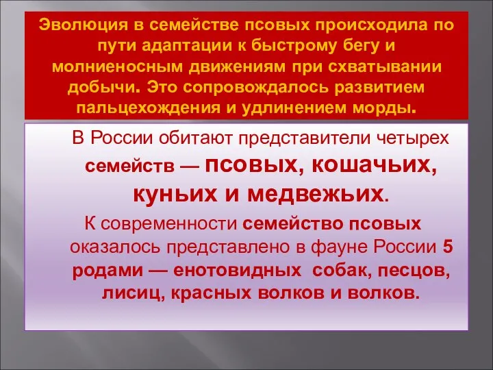 Эволюция в семействе псовых происходила по пути адаптации к быстрому бегу