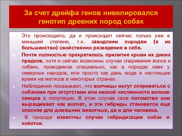 За счет дрейфа генов нивелировался генотип древних пород собак Это происходило,