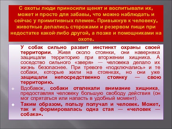 С охоты люди приносили щенят и воспитывали их, может и просто