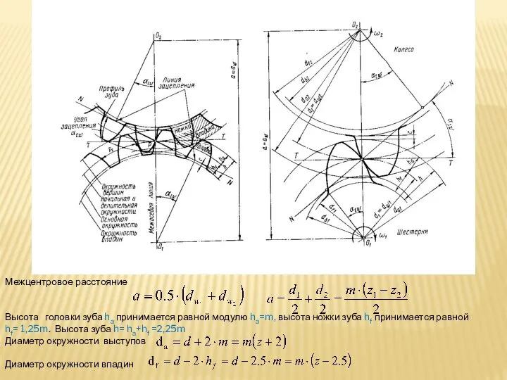 Межцентровое расстояние Высота головки зуба ha принимается равной модулю ha=m, высота