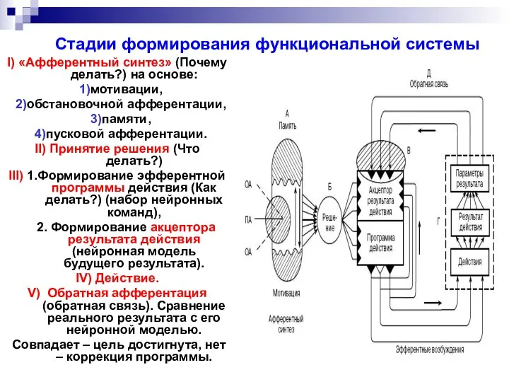 Стадии формирования функциональной системы I) «Афферентный синтез» (Почему делать?) на основе: