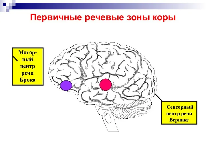 Первичные речевые зоны коры Мотор-ный центр речи Брока Сенсорный центр речи Вернике