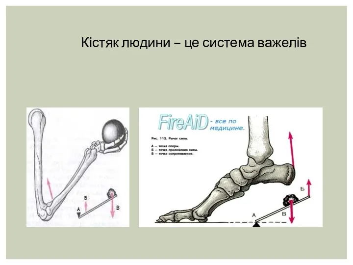 Кістяк людини – це система важелів