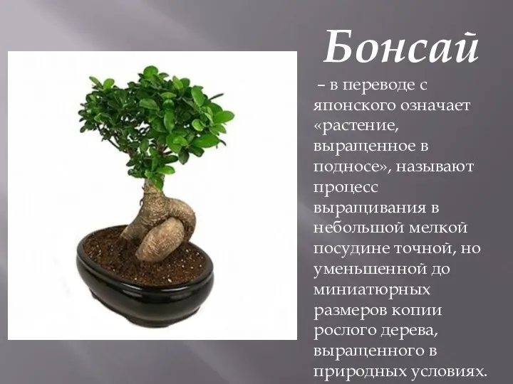 Бонсай – в переводе с японского означает «растение, выращенное в подносе»,