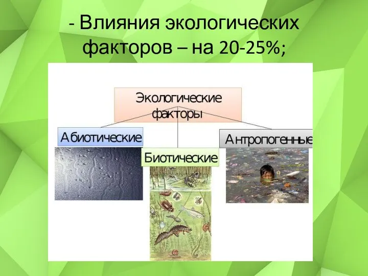 - Влияния экологических факторов – на 20-25%;