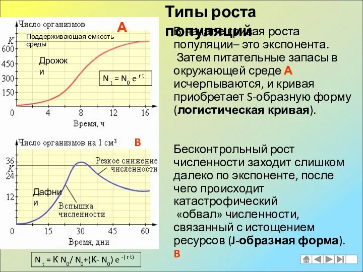 В начале кривая роста популяции– это экспонента. Затем питательные запасы в