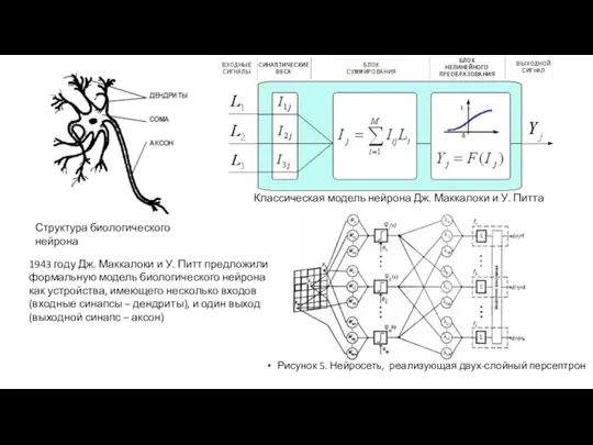 Рисунок 5. Нейросеть, реализующая двух-слойный персептрон Структура биологического нейрона 1943 году