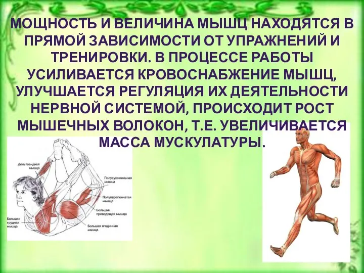 МОЩНОСТЬ И ВЕЛИЧИНА МЫШЦ НАХОДЯТСЯ В ПРЯМОЙ ЗАВИСИМОСТИ ОТ УПРАЖНЕНИЙ И