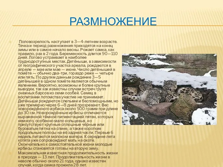 РАЗМНОЖЕНИЕ Половозрелость наступает в 3—4-летнем возрасте. Течка и период размножения приходятся