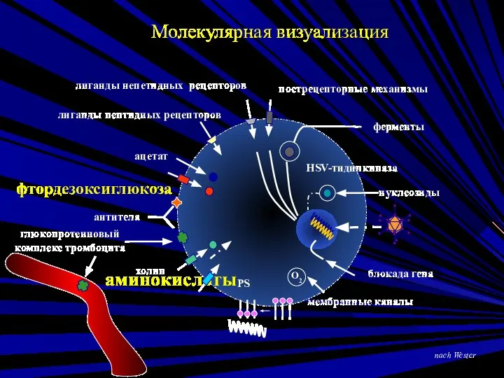 аминокислоты фтордезоксиглюкоза холин антитела лиганды пептидных рецепторов пострецепторные механизмы ацетат нуклеозиды