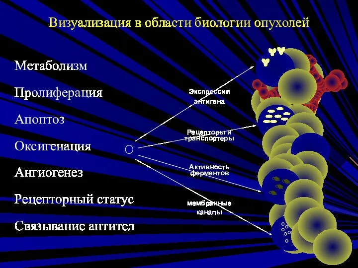 Метаболизм Пролиферация Апоптоз Оксигенация Ангиогенез Рецепторный статус Связывание антител Визуализация в области биологии опухолей