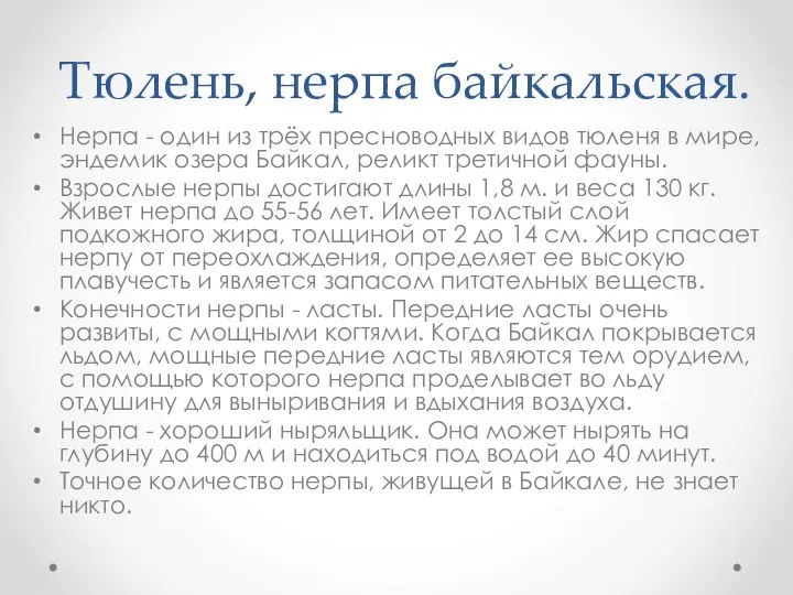 Тюлень, нерпа байкальская. Нерпа - один из трёх пресноводных видов тюленя