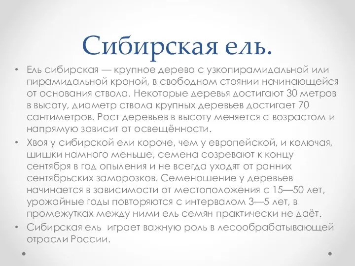 Сибирская ель. Ель сибирская — крупное дерево с узкопирамидальной или пирамидальной