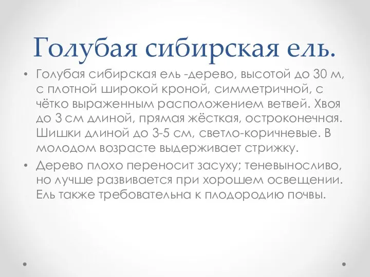 Голубая сибирская ель. Голубая сибирская ель -дерево, высотой до 30 м,