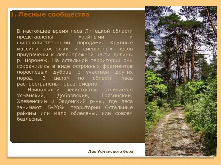 В настоящее время леса Липецкой области представлены хвойными и широколиственными породами.
