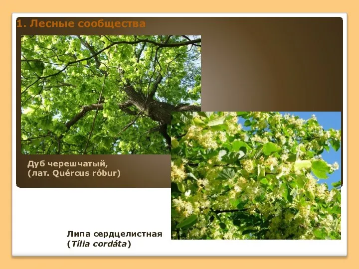 1. Лесные сообщества Дуб черешчатый, (лат. Quércus róbur) Липа сердцелистная (Tília cordáta)