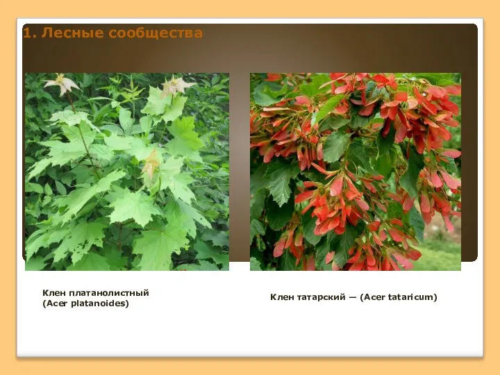 1. Лесные сообщества Клен платанолистный (Acer platanoides) Клен татарский — (Acer tataricum)