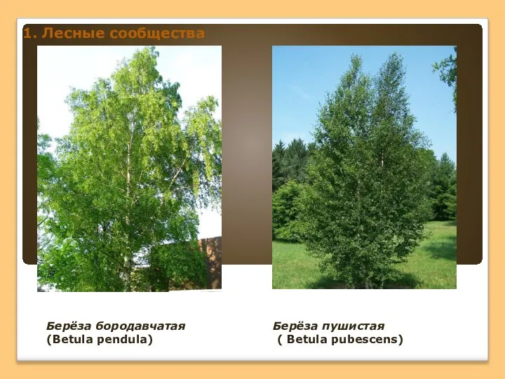 1. Лесные сообщества Берёза бородавчатая (Betula pendula) Берёза пушистая ( Betula pubescens)