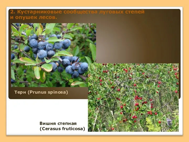 2. Кустарниковые сообщества луговых степей и опушек лесов. Вишня степная (Сerasus fruticosa) Терн (Prunus spinosa)