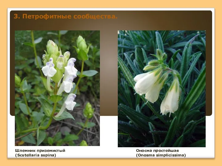 3. Петрофитные сообщества. Шлемник приземистый (Scutellaria supina) Оносма простейшая (Onosma simplicissima)