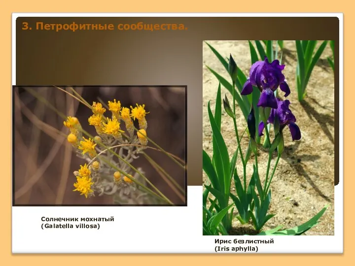 Солнечник мохнатый (Galatella villosa) Ирис безлистный (Iris aphylla) 3. Петрофитные сообщества.