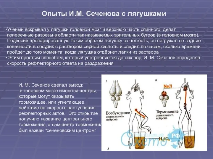 Ученый вскрывал у лягушки головной мозг и верхнюю часть спинного, делал