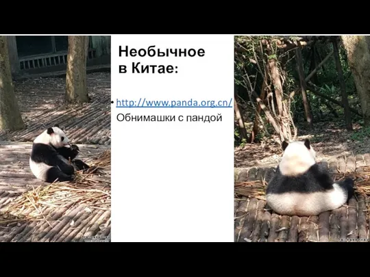 Необычное в Китае: http://www.panda.org.cn/ Обнимашки с пандой