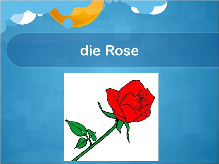 die Rose