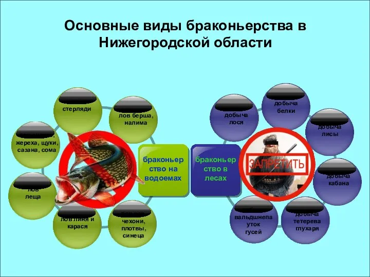 Основные виды браконьерства в Нижегородской области браконьерство на водоемах браконьерство в