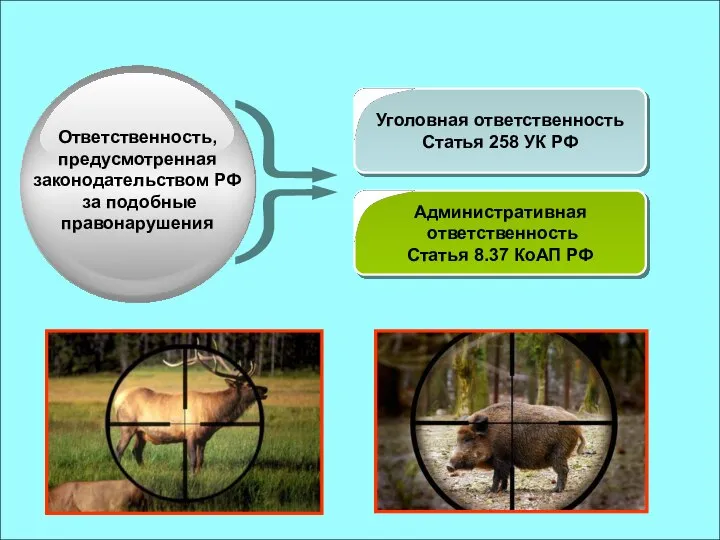 Уголовная ответственность Статья 258 УК РФ Административная ответственность Статья 8.37 КоАП