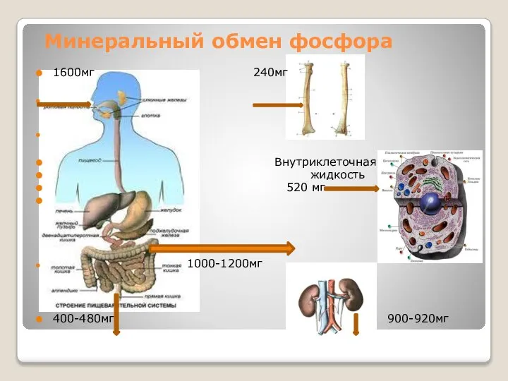 Минеральный обмен фосфора 1600мг 240мг Внутриклеточная жидкость 520 мг 1000-1200мг 400-480мг 900-920мг