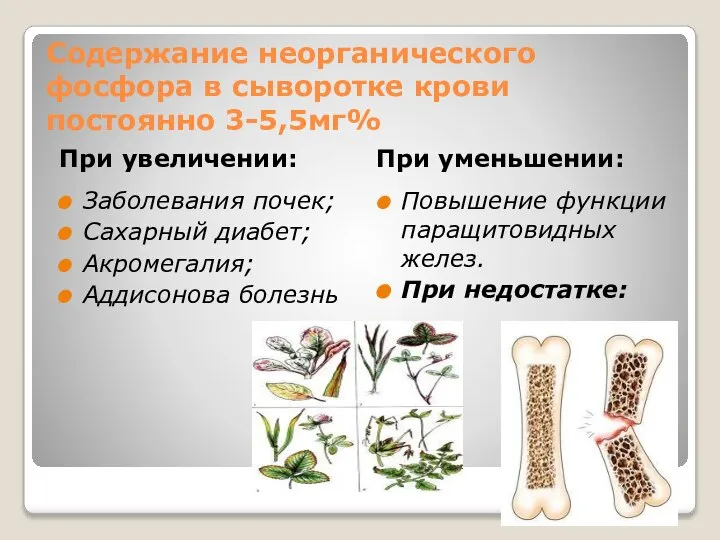 Содержание неорганического фосфора в сыворотке крови постоянно 3-5,5мг% При увеличении: При